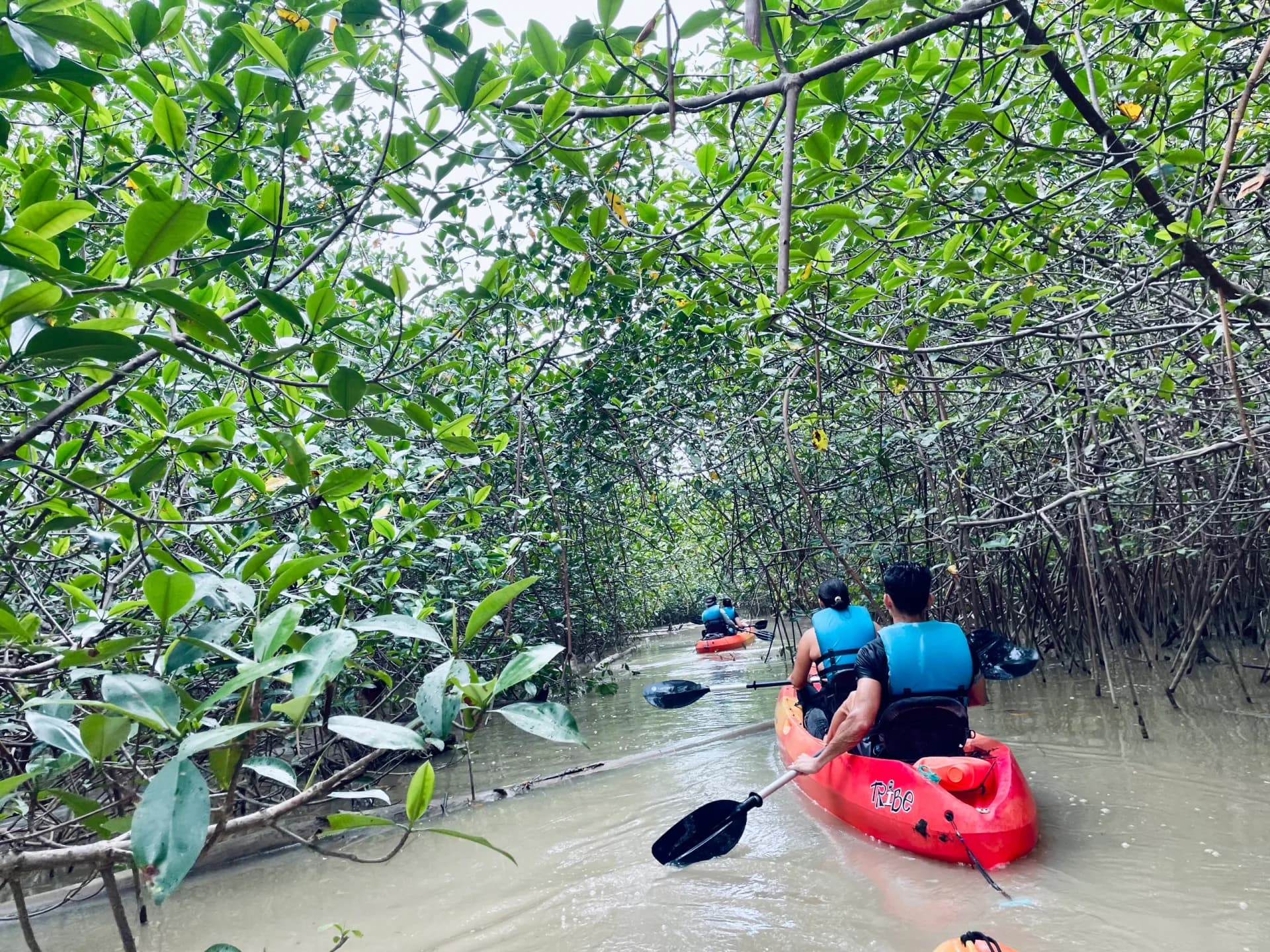 Mangrove Tour by Kayak
